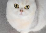 Willow - Scottish Fold Cat For Sale - Berlin, NJ, US