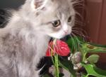 Bella - Ragdoll Kitten For Sale - 