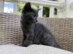 Bueatiful Boy - Russian Blue Kitten For Sale - MA, US