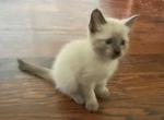 Orange Pop - Siamese Kitten For Sale - Winder, GA, US