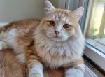 Xavier - Siberian Cat For Sale - Ann Arbor, MI, US