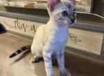 Snow bengals - Bengal Kitten For Sale - Macomb, MI, US