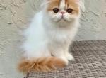 Red and White Male Persian - Persian Kitten For Sale - Kansas City, MO, US