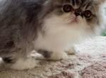 Blue and White Male Persian - Persian Kitten For Sale - 