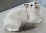 Hermes - Ragdoll Kitten For Sale - 