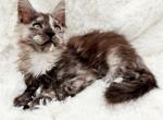 Tequila - Maine Coon Kitten For Sale - Rockford, IL, US