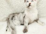 Robbins - Maine Coon Kitten For Sale - 