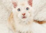 Kenai - Maine Coon Kitten For Sale - 