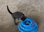 GREY GIRL - Domestic Kitten For Sale - 