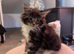 Snickers - Maine Coon Kitten For Sale - Fredericksburg, PA, US