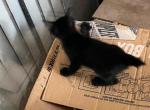 MANX BLACK - Manx Kitten For Sale - Bryan, TX, US