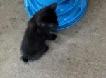 BOY BLK MANX - Manx Kitten For Sale - Bryan, TX, US