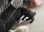 BOY BLK MANX - Manx Kitten For Sale - 