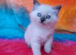 Sampson - Ragdoll Kitten For Sale - Glendale, AZ, US