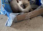 SEAL POINT SIAMESE - Siamese Kitten For Sale - Bryan, TX, US