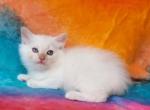 Red Boy - Ragdoll Kitten For Sale - Glendale, AZ, US