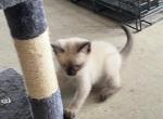 GIRL SIAMESE SEAL POINT - Siamese Kitten For Sale - Bryan, TX, US