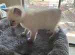 SIAMESE RUMP - Siamese Kitten For Sale - Bryan, TX, US