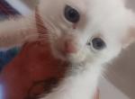 PuffPuffs - Khao Manee Kitten For Sale - San Diego, CA, US