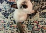 Little boy - Siamese Kitten For Sale - MA, US