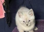 LYNX POINT - Siamese Kitten For Sale - Bryan, TX, US