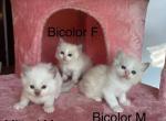 Lilac Bicolor Male Ragdoll Kitten - Ragdoll Kitten For Sale - Caldwell, PA, US