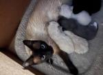 Cheesy Litter - Siamese Kitten For Sale - Bryan, TX, US