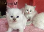 Lilac Mitted Male Ragdoll Kitten - Ragdoll Kitten For Sale - 