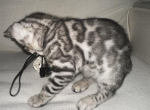 Adorable Bengal Kittens - Bengal Kitten For Sale - Bakersfield, CA, US