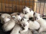 SIAMESE KITTEN GROUP - Manx Kitten For Sale - Bryan, TX, US