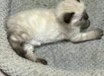 Seal Point Manx Boy - Siamese Kitten For Sale - Bryan, TX, US