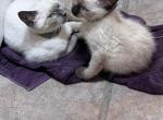 SIAMESE MANX - Manx Kitten For Sale - Bryan, TX, US