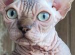 Sphynx male black - Sphynx Kitten For Sale - FL, US