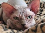 Sphynx male blue - Sphynx Kitten For Sale - FL, US