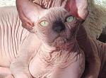 Sphynx male mink - Sphynx Kitten For Sale - FL, US