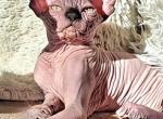 Sphynx male black mink - Sphynx Kitten For Sale - FL, US