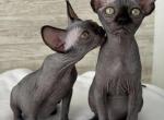 Black Babyboy Ford - Sphynx Kitten For Sale - FL, US