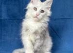 Maine Coon Kittens - Maine Coon Kitten For Sale - Newport, ME, US