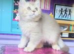 Rio - British Shorthair Kitten For Sale - Johns Creek, GA, US