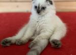 Crocus - Scottish Fold Kitten For Sale - 