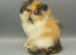 Lola - Persian Kitten For Sale - Arlington Heights, IL, US