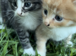 kitten litter - Domestic Kitten For Sale - West Springfield, MA, US