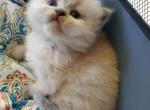 Duncan - Ragamuffin Kitten For Sale - Walker, LA, US