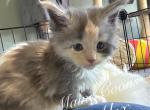 Alex - Maine Coon Kitten For Sale - Greensburg, IN, US