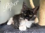 Piper - Maine Coon Kitten For Sale - Greensburg, IN, US