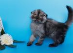 Raffaella Longhair - Scottish Fold Kitten For Sale - Houston, TX, US