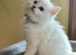 Ragdoll kittens - Ragdoll Kitten For Sale - Naperville, IL, US