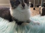 Lola - Domestic Kitten For Adoption - Phoenix, AZ, US