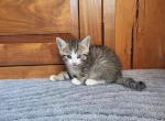 Twinkle - Domestic Kitten For Sale - 