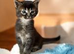 Amazing Caracat male kitten BAKARI - Savannah Kitten For Sale - NY, US